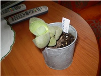 0d6987a0-Picture 1166.jpg